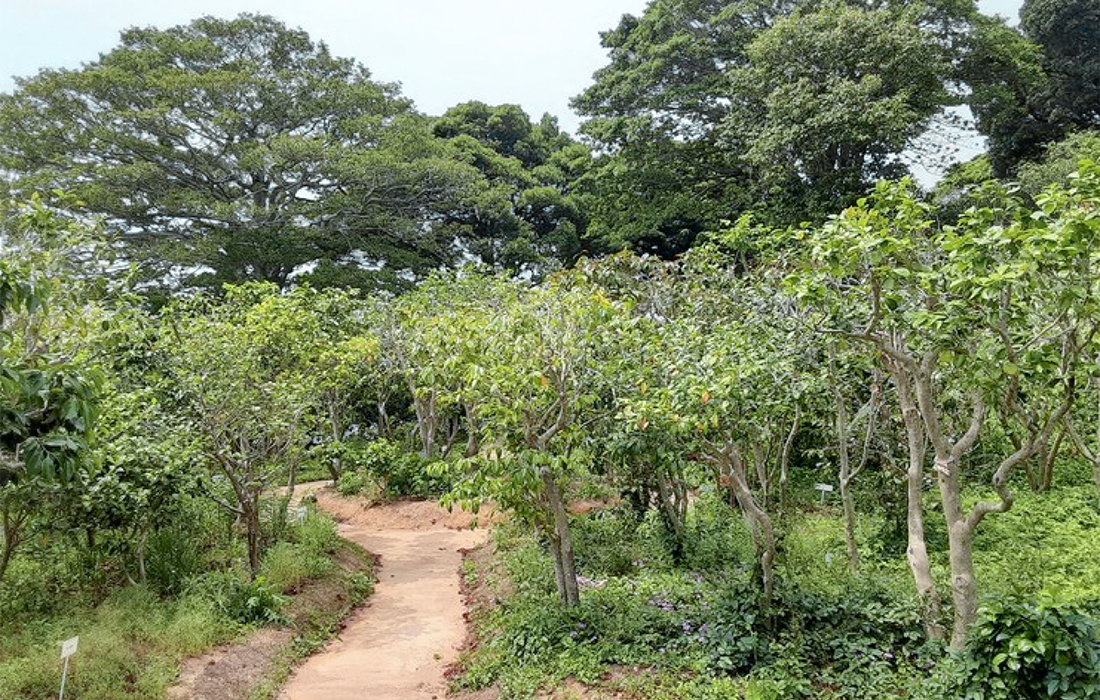 東洋ツバキ園